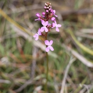 Stylidium graminifolium at Rendezvous Creek, ACT - 16 Nov 2024