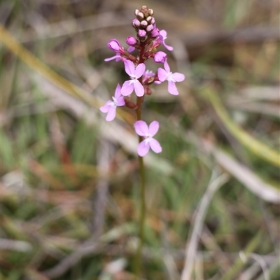 Stylidium graminifolium (grass triggerplant) at Rendezvous Creek, ACT - 16 Nov 2024 by VanceLawrence