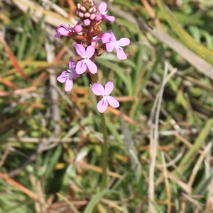 Stylidium graminifolium at Rendezvous Creek, ACT - 16 Nov 2024