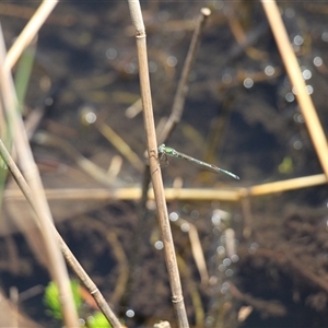 Austrolestes cingulatus at Rendezvous Creek, ACT - 16 Nov 2024