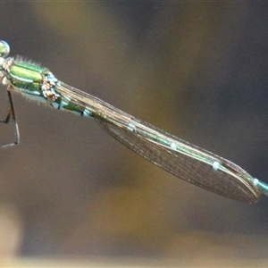 Austrolestes cingulatus at Rendezvous Creek, ACT - 16 Nov 2024