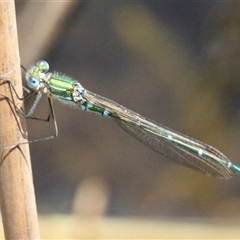 Austrolestes cingulatus at Rendezvous Creek, ACT - 16 Nov 2024