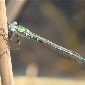 Austrolestes cingulatus at Rendezvous Creek, ACT - 16 Nov 2024