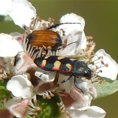 Castiarina sexplagiata at Colo Vale, NSW - 9 Nov 2024 by Curiosity