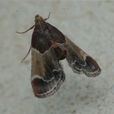 Pyralis farinalis (Meal Moth) at Hall, ACT - 16 Nov 2024 by Anna123