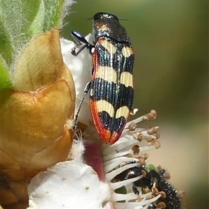 Castiarina punctatosulcata at Colo Vale, NSW by Curiosity