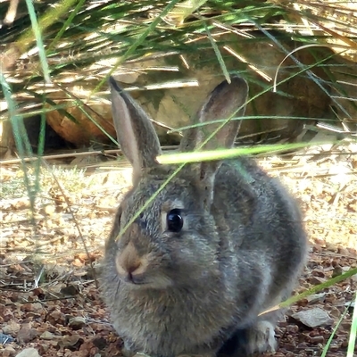 Oryctolagus cuniculus (European Rabbit) at Gundaroo, NSW - 16 Nov 2024 by Gunyijan