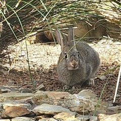 Oryctolagus cuniculus at Gundaroo, NSW - 17 Nov 2024 09:16 AM