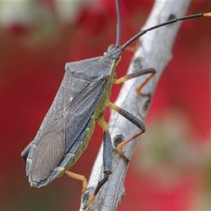 Gelonus tasmanicus at Hall, ACT - 16 Nov 2024 04:21 PM