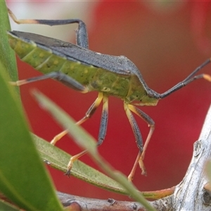 Gelonus tasmanicus at Hall, ACT - 16 Nov 2024 04:21 PM