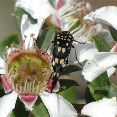 Mordella dumbrelli (Dumbrell's Pintail Beetle) at Colo Vale, NSW - 10 Nov 2024 by Curiosity