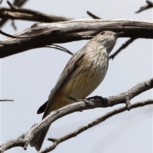 Pachycephala rufiventris at Rendezvous Creek, ACT - 16 Nov 2024 02:15 PM