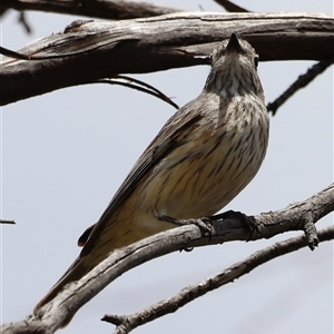 Pachycephala rufiventris at Rendezvous Creek, ACT - 16 Nov 2024 02:15 PM