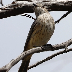 Pachycephala rufiventris at Rendezvous Creek, ACT - 16 Nov 2024 02:15 PM