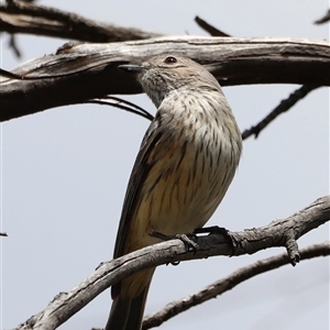 Pachycephala rufiventris at Rendezvous Creek, ACT - 16 Nov 2024 02:15 PM