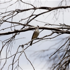 Pachycephala rufiventris at Rendezvous Creek, ACT - 16 Nov 2024