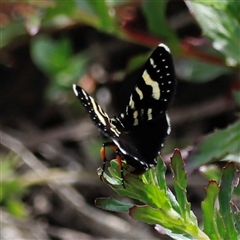 Phalaenoides tristifica (Willow-herb Day-moth) at Rendezvous Creek, ACT - 16 Nov 2024 by JimL