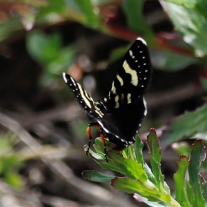 Phalaenoides tristifica at Rendezvous Creek, ACT - 16 Nov 2024