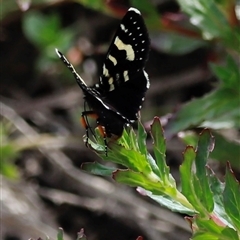 Phalaenoides tristifica at Rendezvous Creek, ACT - 16 Nov 2024