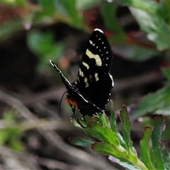 Phalaenoides tristifica at Rendezvous Creek, ACT - 16 Nov 2024