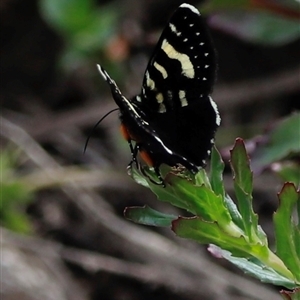 Phalaenoides tristifica at Rendezvous Creek, ACT - 16 Nov 2024