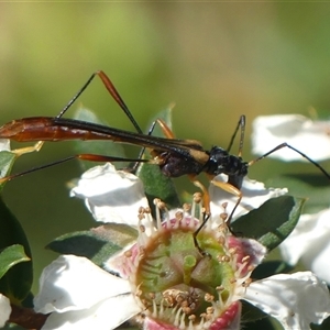 Macrones besti at Colo Vale, NSW - suppressed