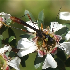 Macrones besti at Colo Vale, NSW - suppressed