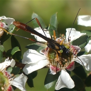 Macrones besti at Colo Vale, NSW - suppressed