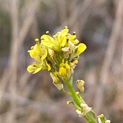 Hirschfeldia incana (Buchan Weed) at Cook, ACT - 10 Nov 2024 by lyndallh