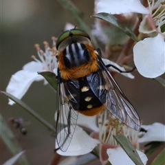 Scaptia (Scaptia) auriflua (A flower-feeding march fly) at Mongarlowe, NSW - 16 Nov 2024 by LisaH