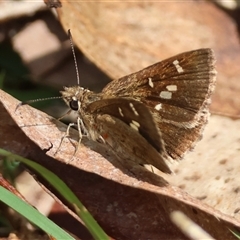 Toxidia parvula (Banded Grass-skipper) at Mongarlowe, NSW - 16 Nov 2024 by LisaH