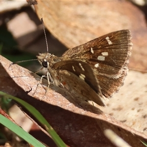 Toxidia parvula (Banded Grass-skipper) at Mongarlowe, NSW by LisaH