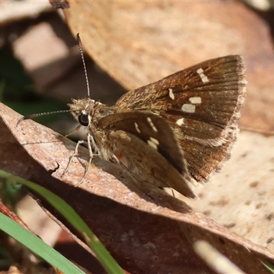 Toxidia parvula (Banded Grass-skipper) at Mongarlowe, NSW - 16 Nov 2024 by LisaH