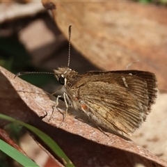 Toxidia parvula at Mongarlowe, NSW - suppressed