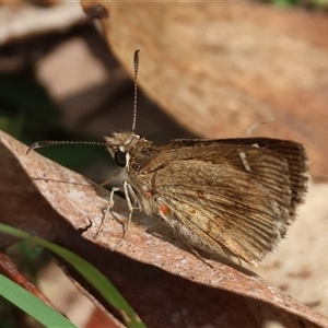 Toxidia parvula at Mongarlowe, NSW - 16 Nov 2024