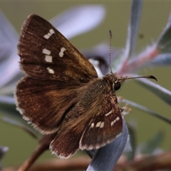 Toxidia parvula at Mongarlowe, NSW - suppressed