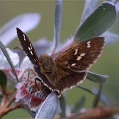 Toxidia parvula at Mongarlowe, NSW - suppressed