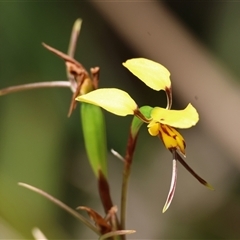 Diuris sulphurea (Tiger Orchid) at Mongarlowe, NSW - 16 Nov 2024 by LisaH