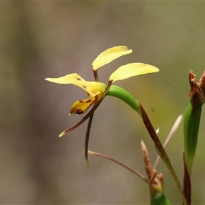 Diuris sulphurea at Mongarlowe, NSW - 16 Nov 2024