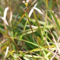 Diuris sulphurea at Mongarlowe, NSW - 16 Nov 2024