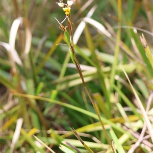 Diuris sulphurea at Mongarlowe, NSW - 16 Nov 2024