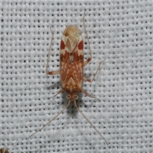 Acaciacapsus bournda at Freshwater Creek, VIC - 17 Nov 2024 02:24 AM