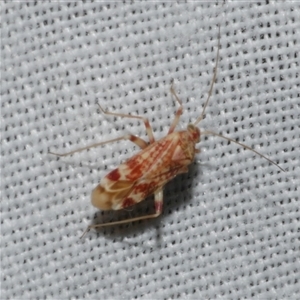 Acaciacapsus bournda at Freshwater Creek, VIC - 17 Nov 2024 02:24 AM