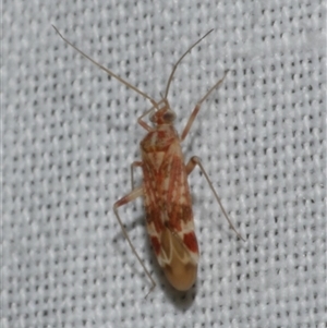 Acaciacapsus bournda at Freshwater Creek, VIC - 17 Nov 2024 02:24 AM