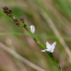 Caesia parviflora var. parviflora (A Grass-lily) at Mongarlowe, NSW - 16 Nov 2024 by LisaH