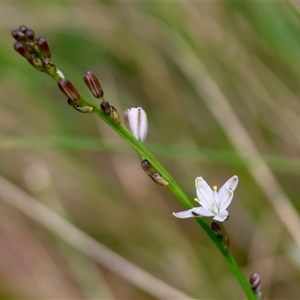 Caesia parviflora var. parviflora at Mongarlowe, NSW - suppressed