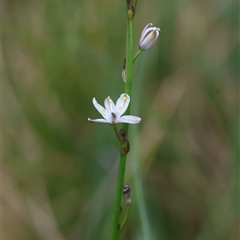 Caesia parviflora var. parviflora at Mongarlowe, NSW - suppressed