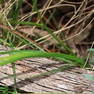 Caesia parviflora var. parviflora at Mongarlowe, NSW - suppressed