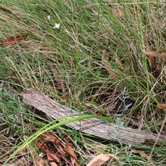 Caesia parviflora var. parviflora at Mongarlowe, NSW - suppressed