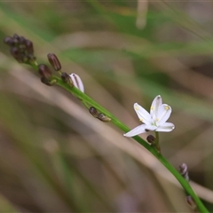 Caesia parviflora var. parviflora at Mongarlowe, NSW - suppressed